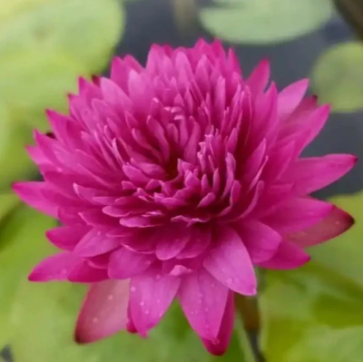 Нимфея Khao hin sorn, пророщенная, горшок